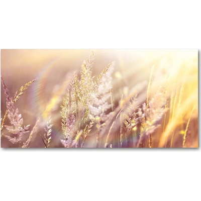 Foto obraz sklo tvrzené vysoká tráva 100x50 cm
