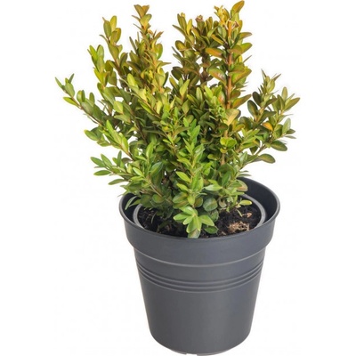 Zimostráz obecný, Buxus sempervirens, velikost kontejneru 1 l