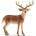 Schleich Schleich: Белоопашат елен 14818