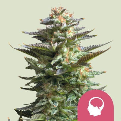 Royal Queen Seeds Amnesia Haze semienka neobsahujú THC 100 ks