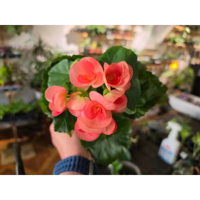 PlantBros flower Kvitnúca begónia Farba: Ružová