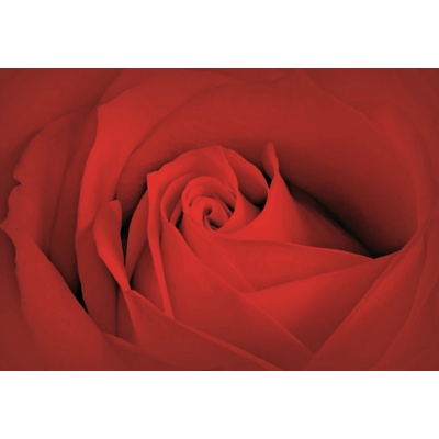ForWall Fototapeta Bed Rose Macro vlies 312 x 219 cm