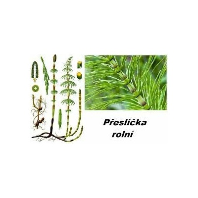 Sedmikráska bylinný extrakt Praslička nať 250 ml