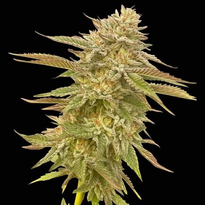 Seedsman Pineapple OG semienka neobsahujú THC 1 ks