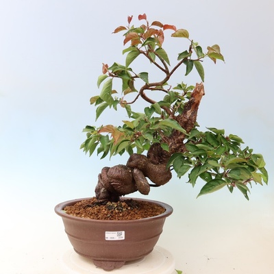e-bonsai Venkovní bonsai -Japonská meruňka - Prunus Mume