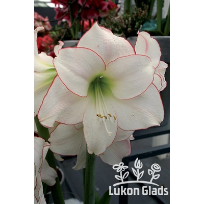 Amaryllis PICOTEE hippeastrum hvězdník
