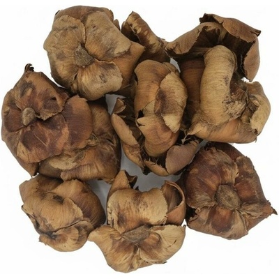 3472 Palm cap nat 9-12cm 12ks