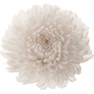 Chrysanthema Focus - 12 ks
