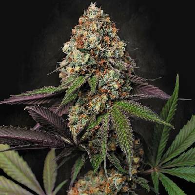 Paradise Seeds Caramba semena neobsahují THC 3 ks