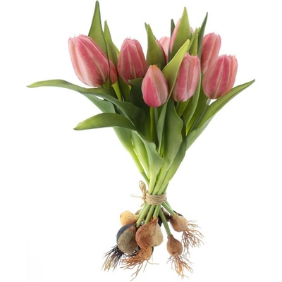 Tulipán 'Sally' svazek s cibulkou x12 růžová V33 cm