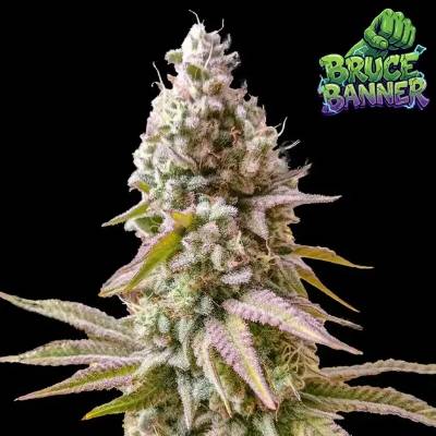 Ganja Farmer Bruce Banner semienka neobsahujú THC 3 ks