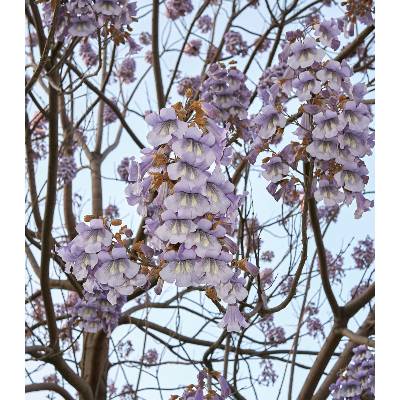 Paulovnie plstnatá - Paulownia tomentosa - osivo paulovnie - 15 ks
