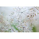 DIMEX ART Флизелинов фототапет клон с водни капки 375 x 250 см