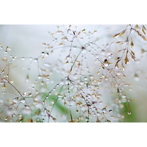 DIMEX ART Флизелинов фототапет клон с водни капки 375 x 250 см