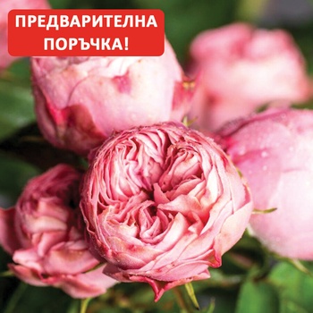 Tantau® Роза Playful Rokoko® - Tantau®