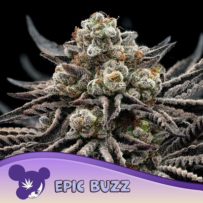 Anesia Seeds Epic Buzz semena neobsahují THC 5 ks