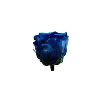 Darčeková stabilizovaná ruža - tmavo modrá