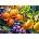 Cherry Pazzi - Puzzle Sunny Fruits - 1 000 piese