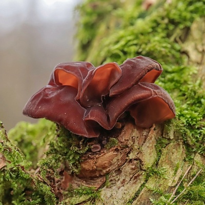 Ucho Jidášovo Auricularia auricula-judae sadba 1 ks