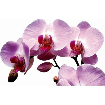 DIMEX | Obraz na skle | Orchidea GL-45-021 | 45 x 30 cm