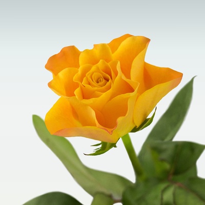 Rozvoz květin: Hvězdicové čerstvé růže - cena za 1ks - Černošice