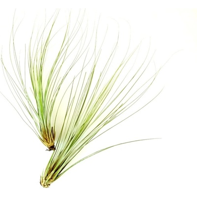 Gardners Tillandsia juncea Tillandsie, kykatka