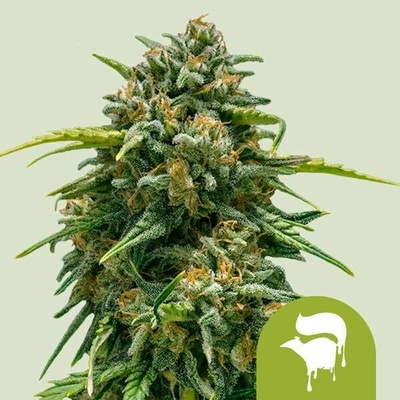 Royal Queen Seeds Sweet Skunk AUTO Semena neobsahují THC 3 ks