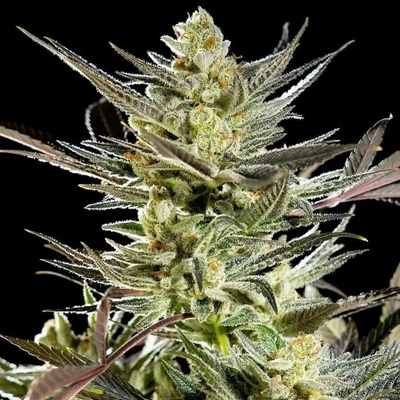Philosopher Seeds Fruity Jack semena neobsahují THC 3 ks