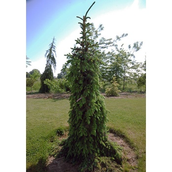 Picea omorika Pendula Bruns - Převislý smrk