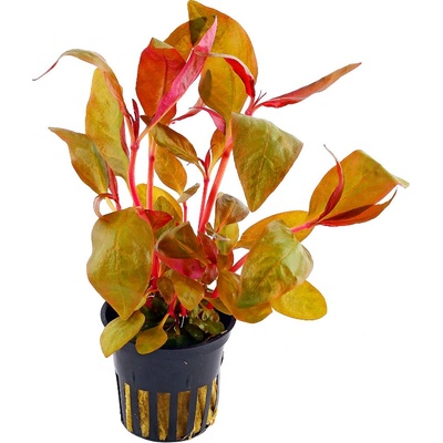 Alternanthera reineckii lilacina