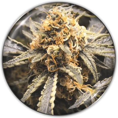 Medical Seeds Co. Recovery CBD semienka neobsahujú THC 10 ks