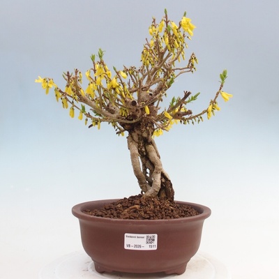 e-bonsai Venkovní bonsai - Zlatice - Forsythia koreana