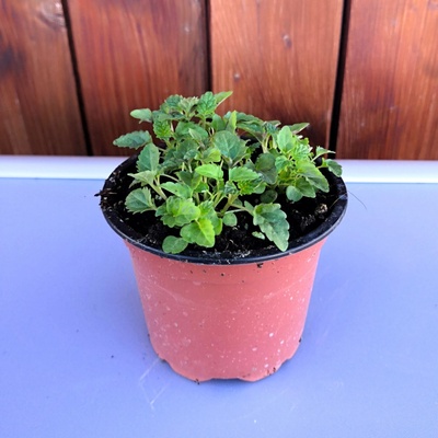 Meduňka lékařská v květináči o průměru 9 cm, 1 ks