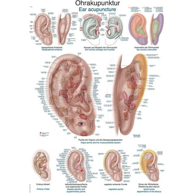 Anatomický plagát Erler Zimmer - Aurikuloterapia 50 x 70 cm | DE, EN