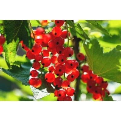Ríbezľa červená (Ribes rubrum) ´DHOLENDERSKA´ – výška výška 30-50 cm, kont. C2L - KRÍKOVÁ