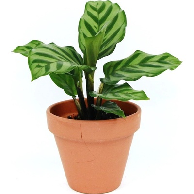 Gardners Calathea Freddie, průměr 6-7 cm Kalatea