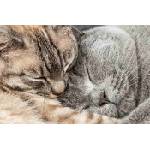 DIMEX ART Флизелинов фототапет две спящи котки 375 x 250 см