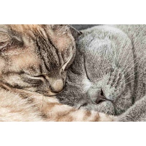 DIMEX ART Флизелинов фототапет две спящи котки 375 x 250 см