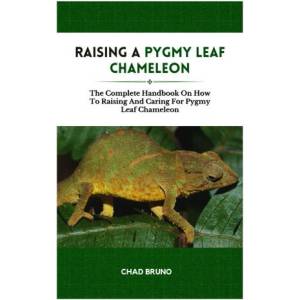 RAISING A PYGMY LEAF CHAMELEON (2024)