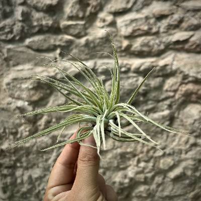 Tillandsia oaxacana