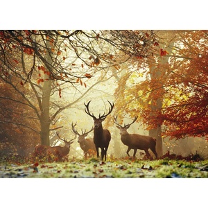 Heye - Puzzle Magic Forests: Stags - 1 000 piese