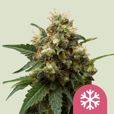 Royal Queen Seeds Ice semienka neobsahujú THC 100 ks