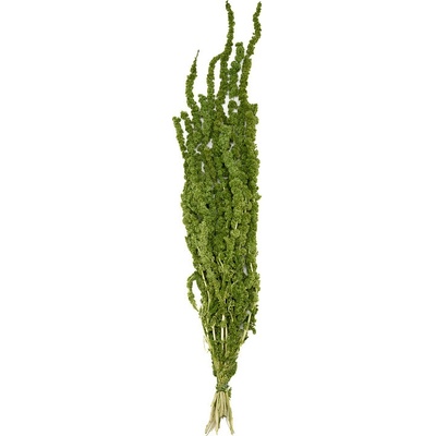 Amaranthus Lemon green - limetková