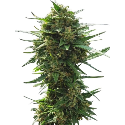 NUKA seeds AUTOMATON semena neobsahují THC 3 ks