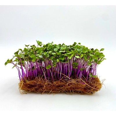 semínka na klíčky a microgreens Kedluben červený Váha: 100 g