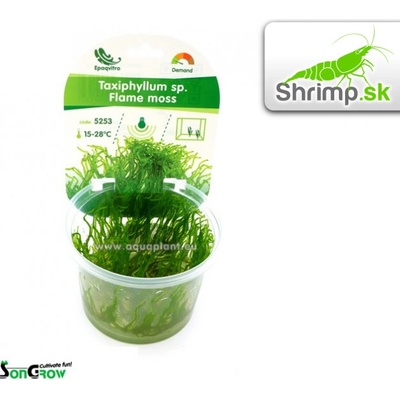Flame Moss - Taxiphyllum spec. 100 ml