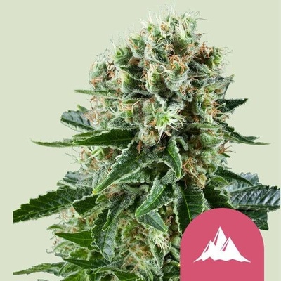Royal Queen Seeds Critical Kush semena neobsahují THC 100 ks