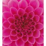 DIMEX ART Флизелинов фототапет розови далии 225 x 250 см
