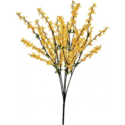Větvička zlatice (Forsythia), výška 60 cm
