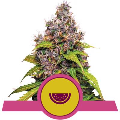 Royal Queen seeds Watermelon semena neobsahují THC 10 ks